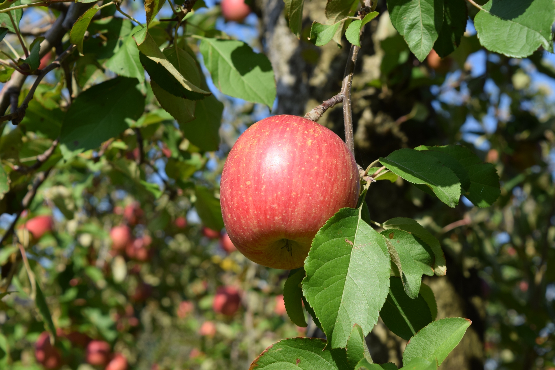 りんご1（イメージ画像）